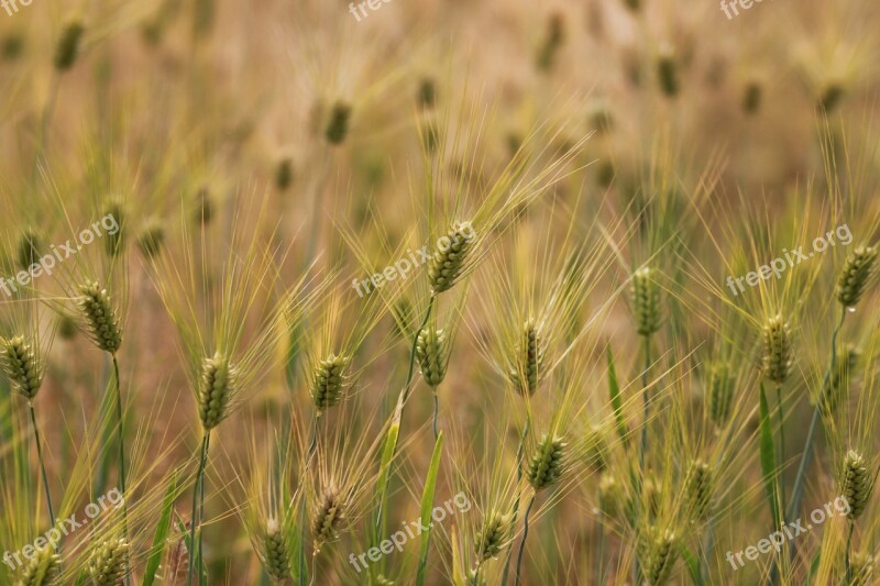 Wheat S Rural Areas Ranch Crops