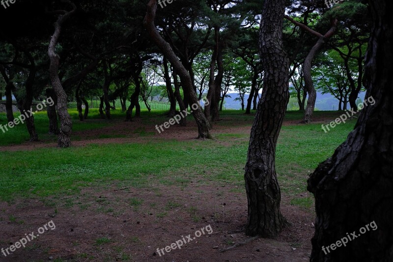 Wood Scenery Nature Park Forest