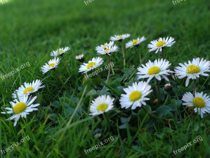 Nature Grass Flower Hayfield Flora