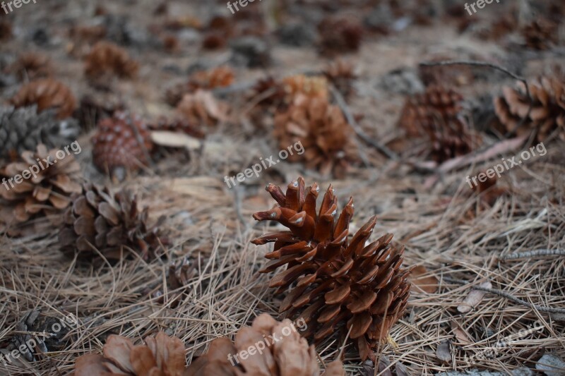 Nature Closeup Desktop Cone Pine