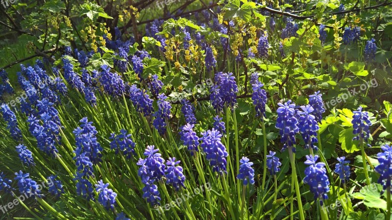 Nature Plant Flower Summer Garden