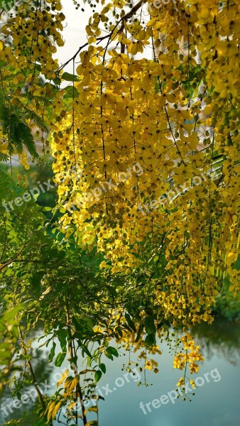 Elephants Trunk Pea Flower Golden Rain Tree Amaltas Yellow