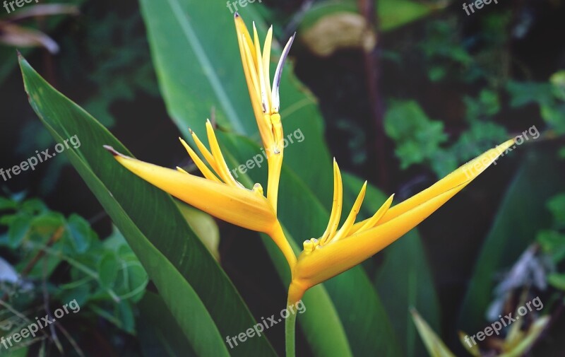 Bird Of Paradise Flower Yellow Orange Nature