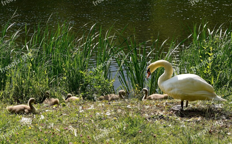 Swan Greizer Park Thuringia Germany Free Photos