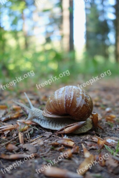 Nature Slowly Snail Slimy Bauchfuesser