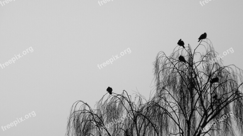 Bird Nature Sky Silhouette Tree