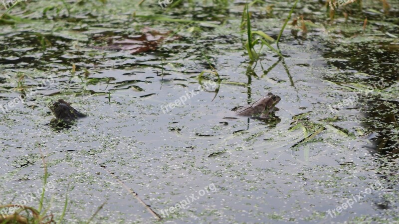 Frogs Couple The Multiplication Of Spring Free Photos