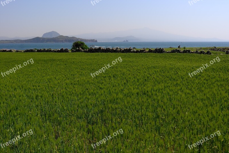 Grass Nature Scenery S Panorama Of