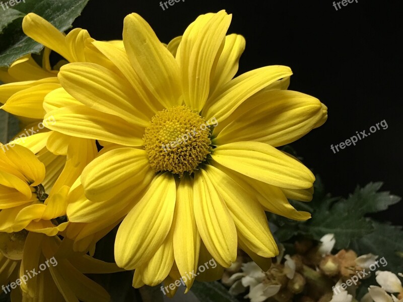 Yellow Flower Petals Yellow Flower Yellow Petals