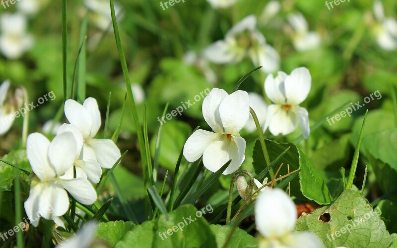 Violets White Spring Flowers April Flower