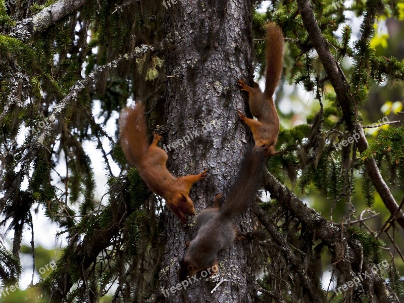 Three The Nature Of The Squirrel Play Free Photos