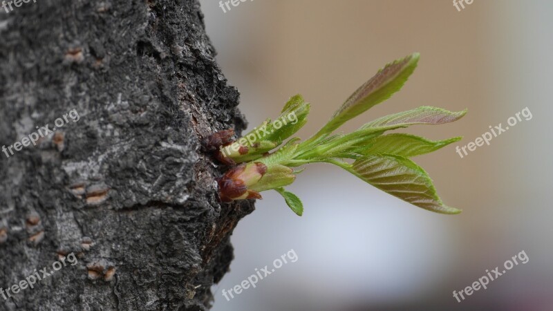 Leaf Plants Nature Wood Cherry Flowers