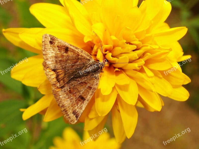 Nature Insect Flower Butterfly Day Summer