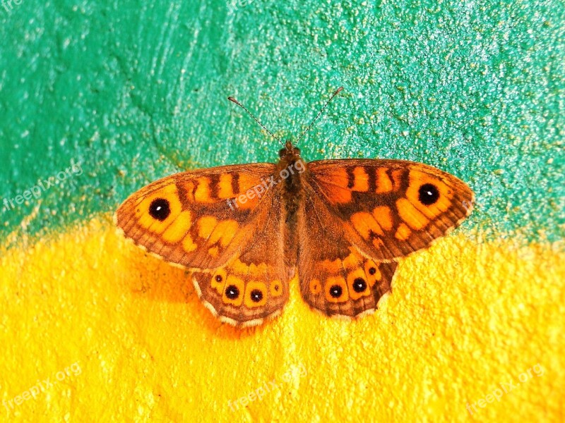 Butterfly Day Nature Insect Animals Color