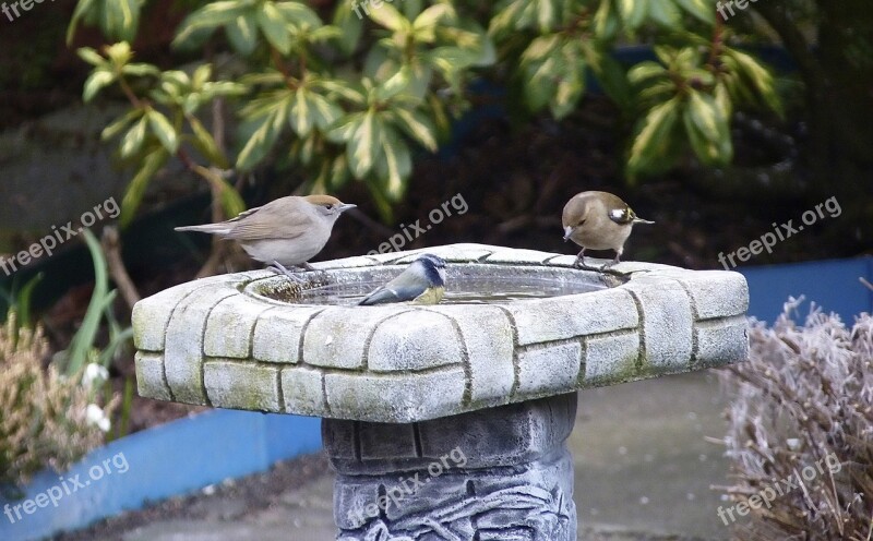 Nature Bird Garden Wildlife Stone