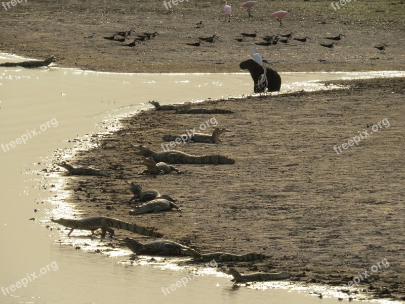 Water Sand Sea Alligator Capybara