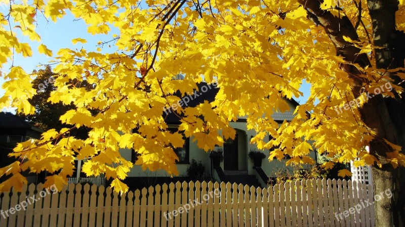 Autumn Maple Tree Yellow Leaf Fall Nature