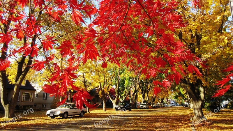 Maple Tree Red Leaf Fall Autumn Street