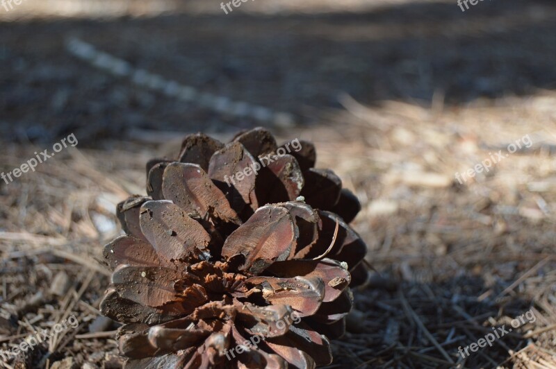 Nature Dry Open Air Free Photos