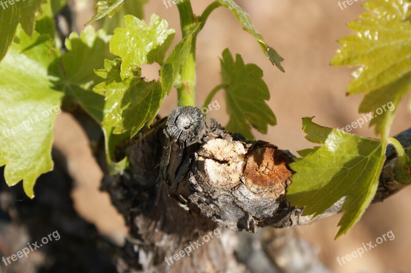 Pruning Cigales Leaves Nature Plant