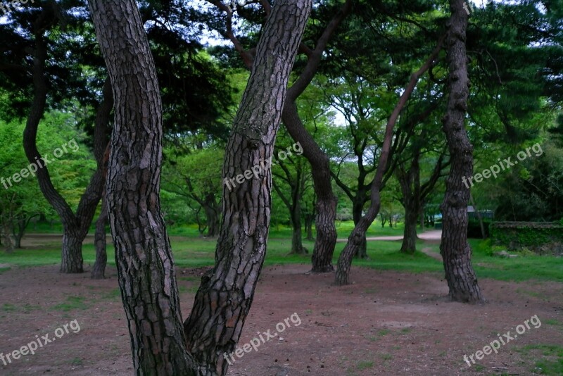 Wood Scenery Nature Park Forest