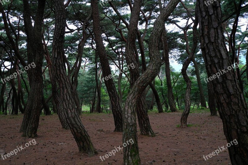 Wood Scenery Nature Park Forest