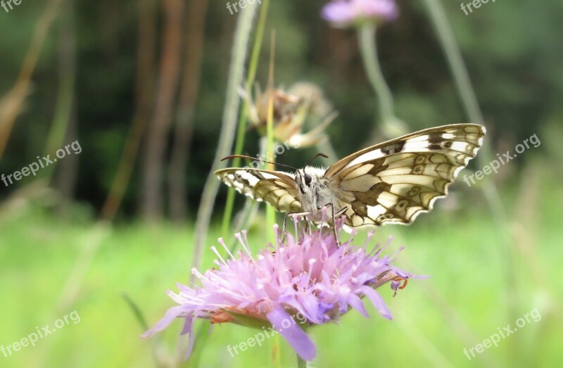 Nature Insect Butterfly Day Flower Plant