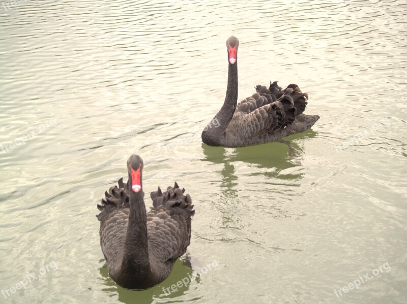 Waters Swan Lake Bird Nature