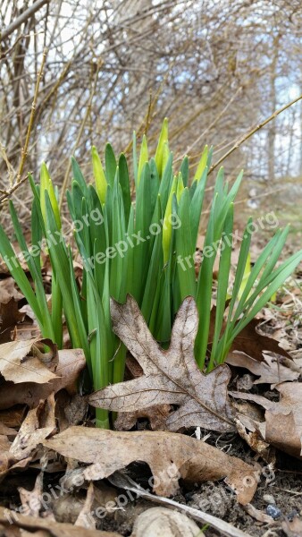 Nature Flora Leaf Outdoors Growth