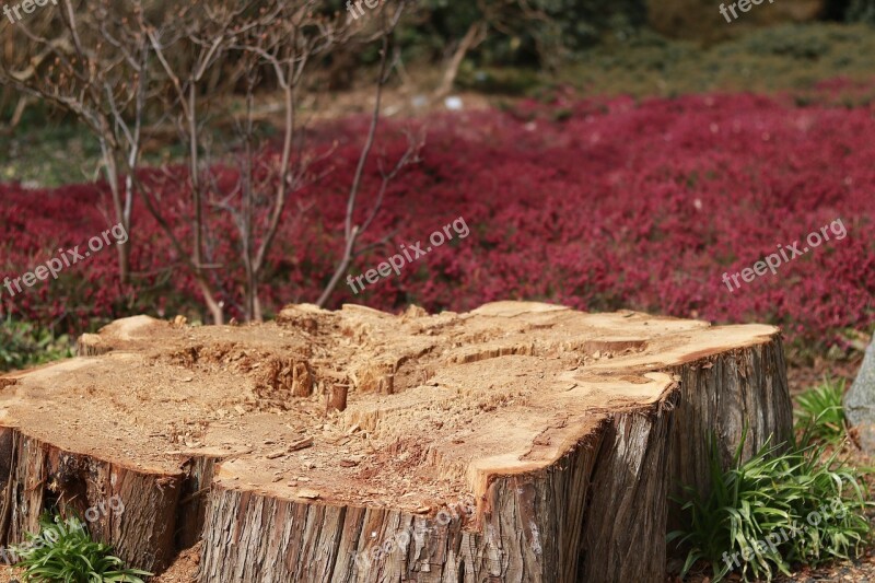 Nature Wood Plant Tree Grass