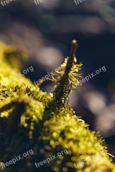 Moss Log Overgrown Abstract Backlighting