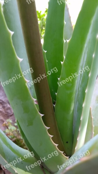 Cactus Succulent Plant Thorn Aloe Plant