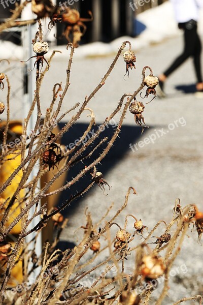 Nature Outdoors Rose Hip Bush Human