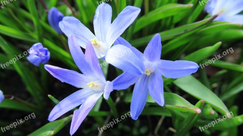 Star Hyacinth Flower Flora Leaf Garden