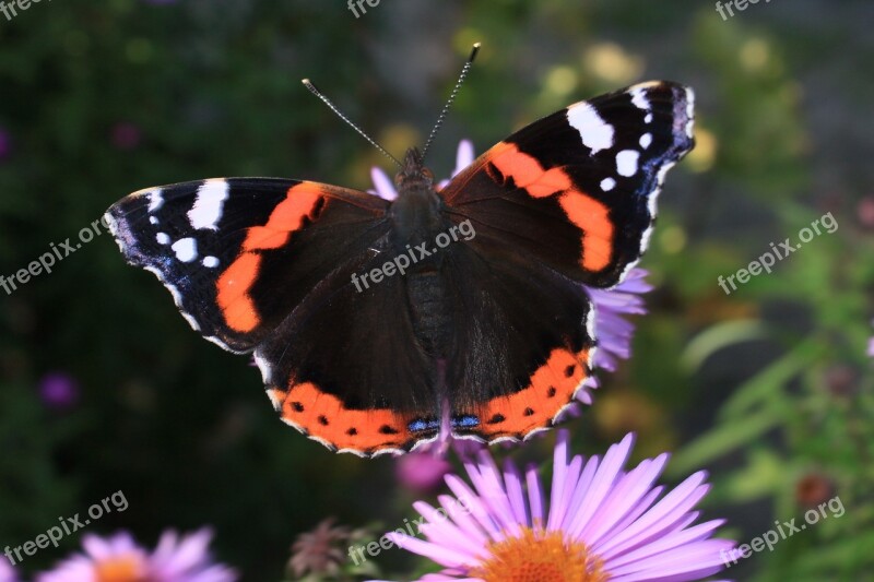 Butterfly Day Insect Nature At The Court Of Summer