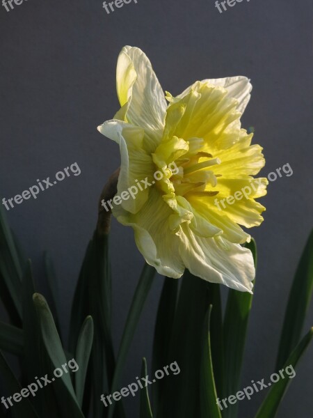 Narcissus Daffodil Flower Nature Plant