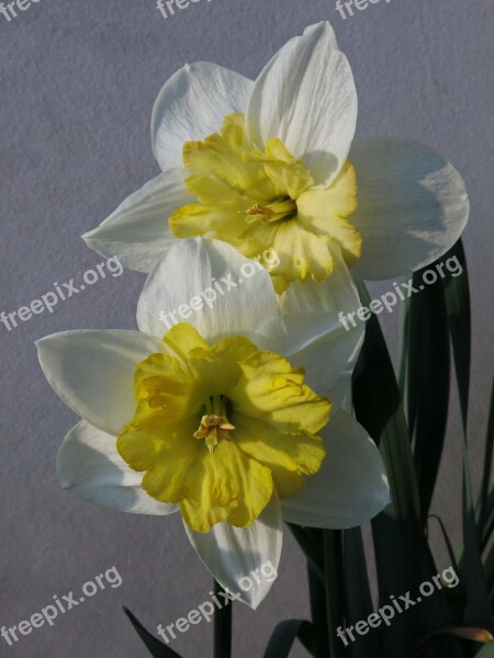 Narcissus Daffodil Flower Nature Plant