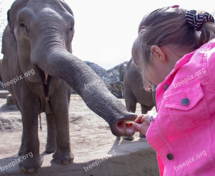 Human Elephant Two Family Child