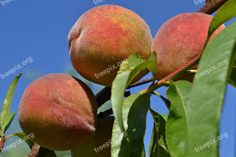 Peach Peaches Fruit Branch Health