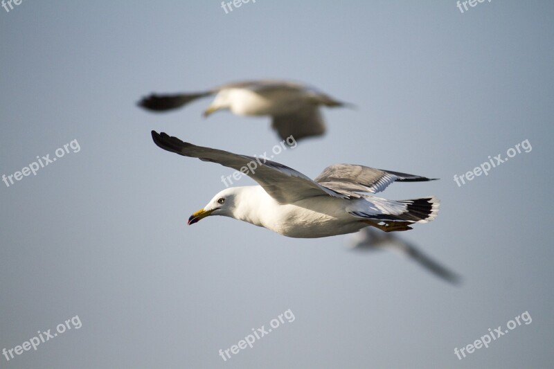 New Wildlife Nature Seagull The Gull On The Sea