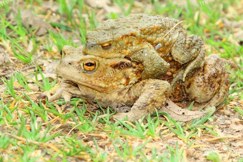 Toads Pairing At The Lake Nature Animal