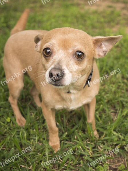 Dog Mammal Canine Animal Grass