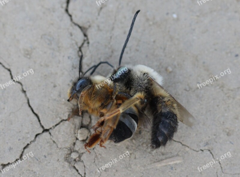 Bee Struggle Insecta Flight To Kill