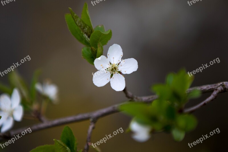 Flower Nature Plant Leaf Tree