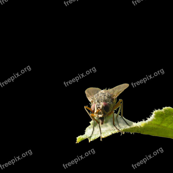 Fly Housefly Transparency Sheet Macro