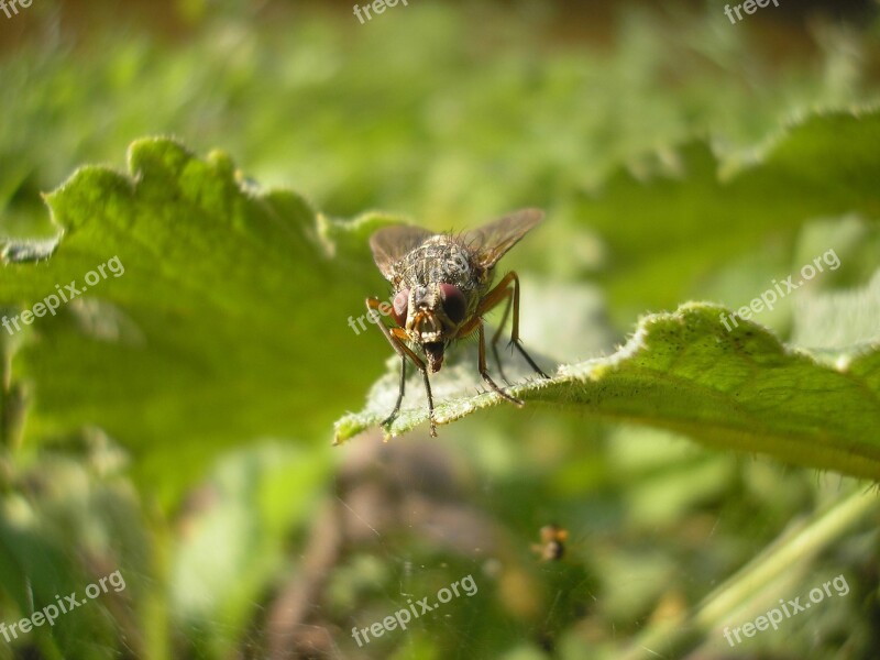 Bug Housefly Fly Sheet Nature