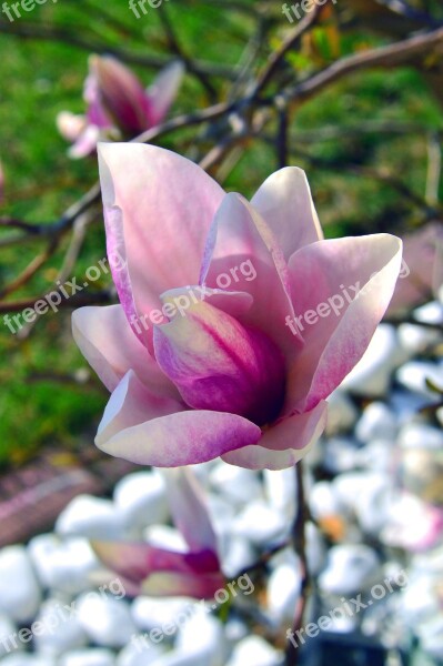 Flower Plant Nature Magnolia Garden