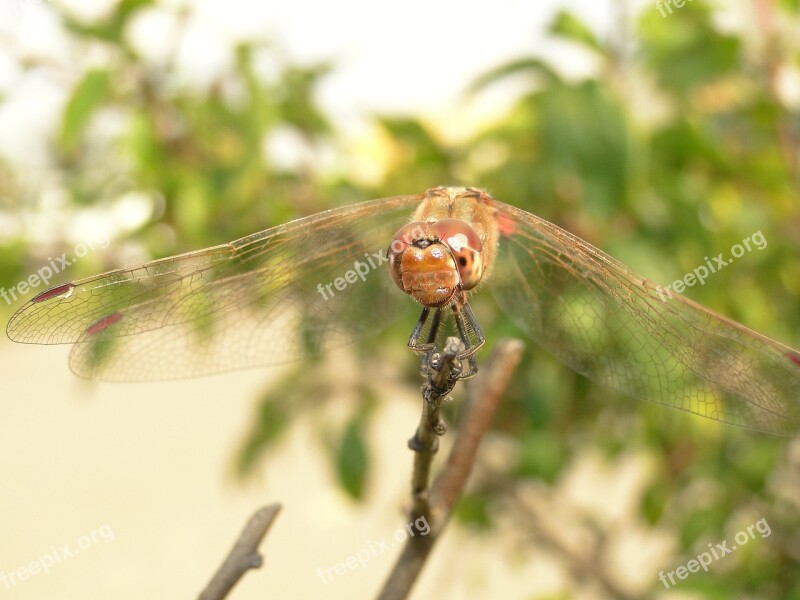 Insect Nature Dragonflies Różnoskrzydłe Animals Closeup