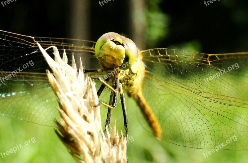 Insect Nature Animals Dragonflies Różnoskrzydłe At The Court Of