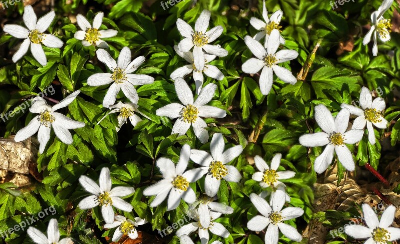 Flower Blossom Bloom Wood Anemone Anemone Nemorosa Anemone